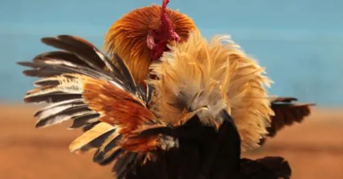 The Fiery World of Sabong Cockfighting Arenas